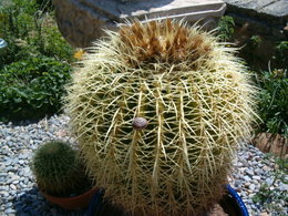ras le bol des cagouilles