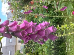 Fleur arrivée touteseule
