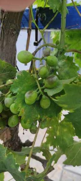 Maladie de la vigne