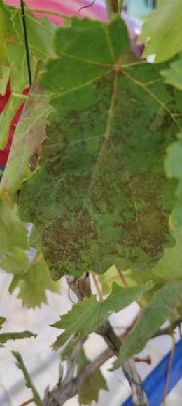 Maladie de la vigne