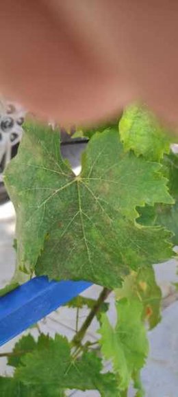 Maladie de la vigne