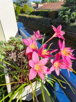 QUELLE EST CETTE PLANTE