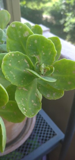 Taille du sedum ou orpin