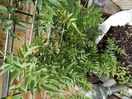 Arnaud Travers, pépiniériste répond à vos questions sur les plantes grimpantes
