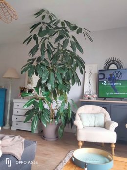 schefflera actinophylla amate