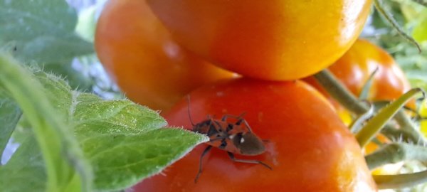Problèmes d'insectes dans les tomates | Forum jardinage