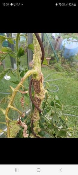 Branches noires Tomates