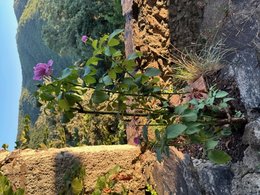 taille rosier