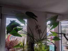 Alocasia Zebrina