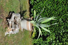 Terre et sable pour euphorbia et agave ?