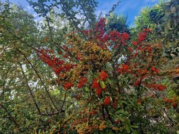 Les baies du jardin