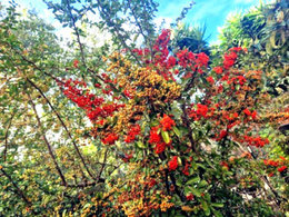Les baies du jardin