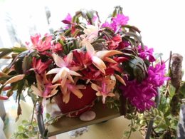 Bouturer le cactus de Noël