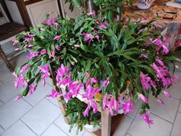Bouturer le cactus de Noël