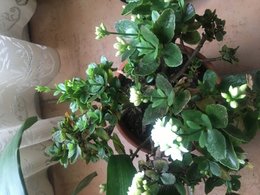 identification d'une plante