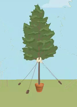 Conseil en matière de jardinage