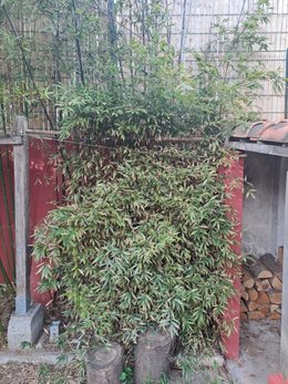 Bambou en buisson
