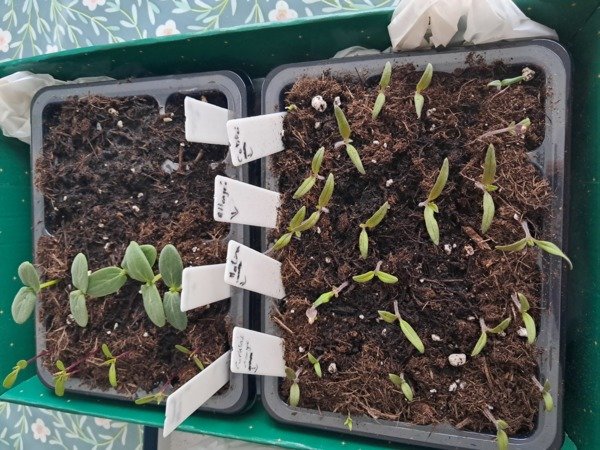 Semis Semis qui vegetent | Forum jardinage