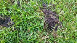 Nombreux trous peu profonds dans le jardin