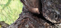 Cerisier avec crevasse