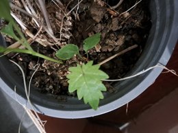 Une plante étrange !