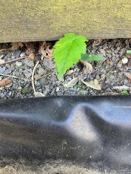 Une plante étrange !