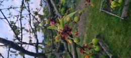 Ceriser, avec cerise, et manque de feuilles