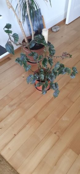 Aidez-moi avec ces plantes: bégonia, ficus elastica, palmier