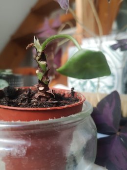 Help, pilea mourrante
