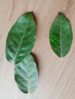 Elaeagnus - parasite ?