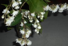 QUEL NOM ARBUSTE A FLEURS