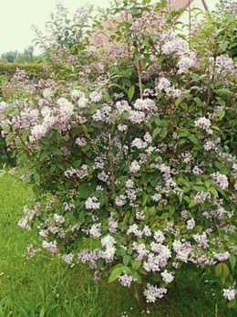 QUEL NOM ARBUSTE A FLEURS