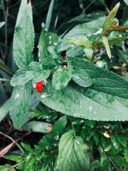Quelle plante pousse dans mon jardin