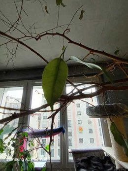 Ficus en berne
