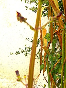 Quelle plante pousse dans mon jardin