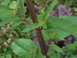 Quelle plante pousse dans mon jardin