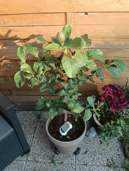 Citronnier