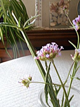 Qu'est ce qui pousse dans monjardin