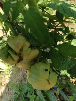 Problèmes d'insectes dans les tomates