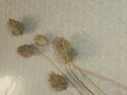 mauvaise herbe ou céréale ???