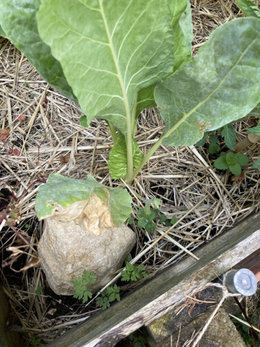 taches plantes sur les blettes?