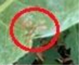 taches plantes sur les blettes?