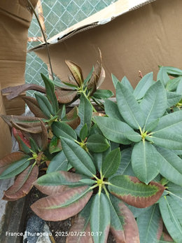 rhododendron bout des feuilles maron