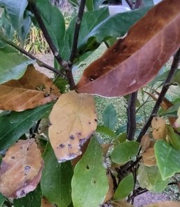 Magnolia malade