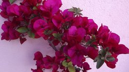Maladie bougainvilliers