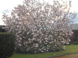 Magnolia malade