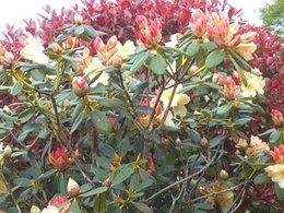 rhododendron bout des feuilles maron