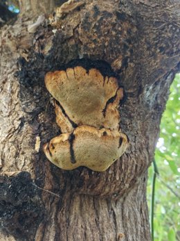 Champignons sur un Sophora du Japon