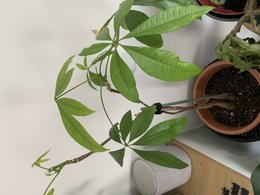 Pachira Aquatica