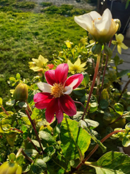 Est-ce bien un Dahlia pinnata ?